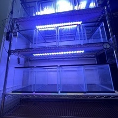水槽 水槽台 エア配管 飼育一式！