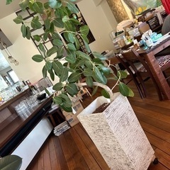 【中古】　観葉植物　ハイドロカルチャー　インテリア