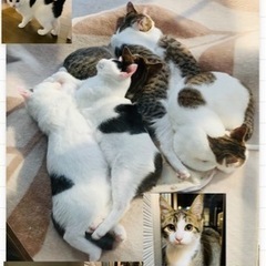 里親募集　最大子猫　５匹　長崎県内渡