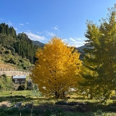 今年のお米🌾