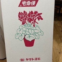 シクラメン専用の配送用の箱です未使用品