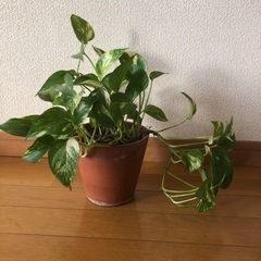 観葉植物　ポトス