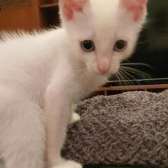 美しい白猫　保護猫　3ヶ月♀️
