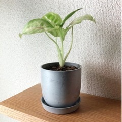 観葉植物　シンゴニウム(14)　17cm　おしゃれな2号の鉢と受...