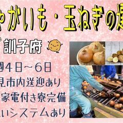 (派)【室内作業です♪】野菜の選別＜訓子府＞