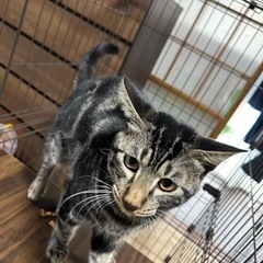 黒とら猫ฅ^•ω•^ฅ 飼い主不在確認済みです