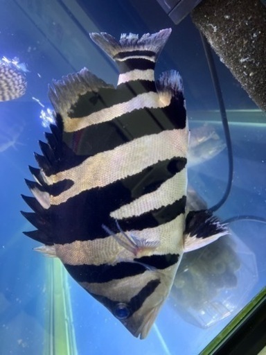 ダトニオ