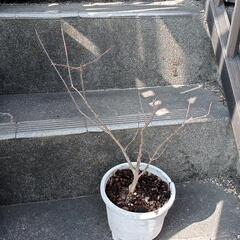 ザクロの鉢植え 50cm 弱　　白 鉢