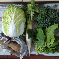 白菜と大根と野菜