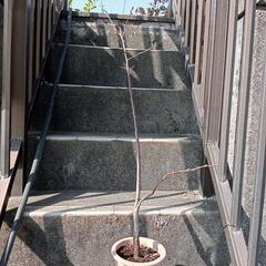 柿の鉢植え 90cm ほど