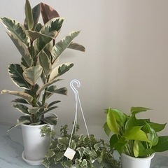 観葉植物と鉢カバー