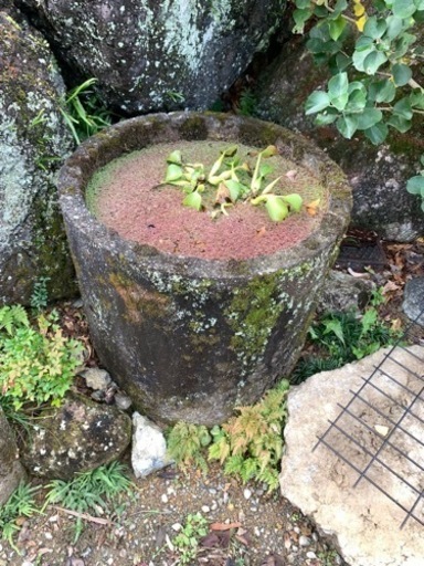 水鉢　庭園　ガーデニング