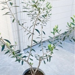 【値下げ】オリーブの木（鉢植え）約130cm