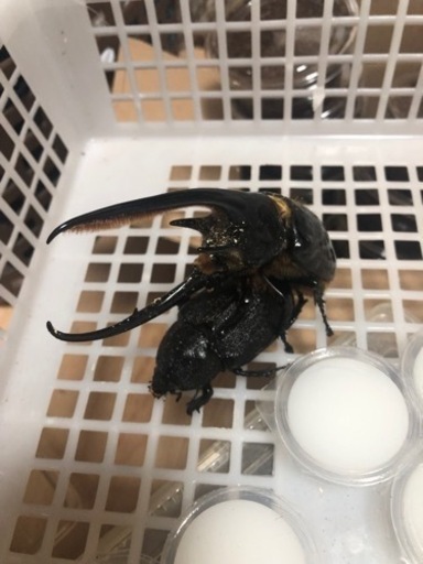 ネプチューンオオカブト　交尾済み♀