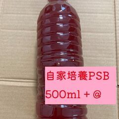 500ml + @ 自家培養PSB【アクアリウム 水質浄化  色...