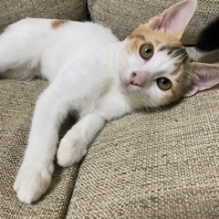 甘えんぼうの三毛猫ちゃん❣️3カ月半
