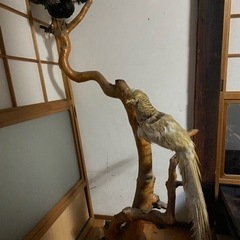 鳥の剥製