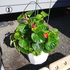 鉢植えの植物を引き取ってくれる方を探しています！