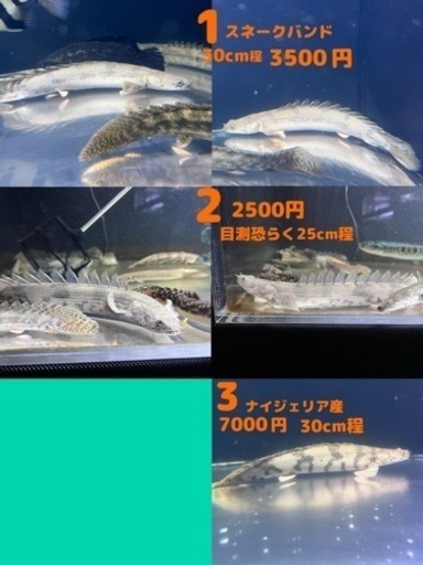熱帯魚  エンドリケリー