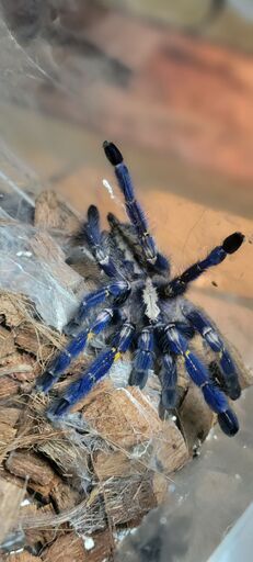 グーティサファイアオーナメタルタランチュラ　メタリカ