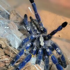 グーティサファイアオーナメタルタランチュラ　メタリカ