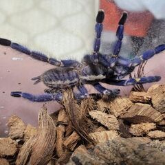 グーティサファイアオーナメタルタランチュラ　メタリカ