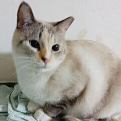 💚しゃむ猫くつ下ちゃん🍊🍊💚 − 東京都