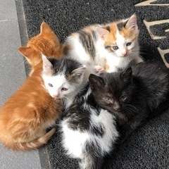 毛並は違ってもノラ4兄弟(=^ェ^=)だよー - 稲沢市