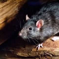 建物・屋根裏に居座る害獣駆除なら【害獣駆除お助け隊 八王子…