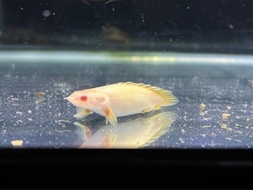 熱帯魚  アルビノセネガルスショートボディ 3匹セット