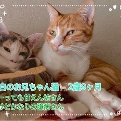 保護猫の居る暮らし してみませんか？ − 和歌山県