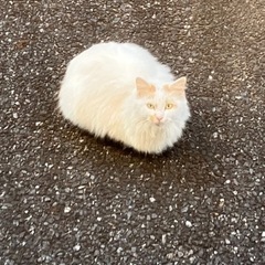 この猫ちゃん知ってる方いますか？の画像