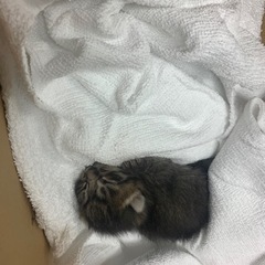 子猫🐈引き取り先、決定致しました。