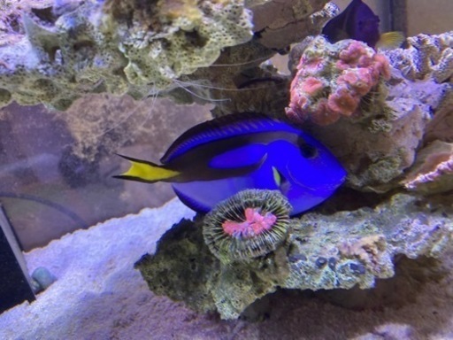 ドリー　ナンヨウハギ　飼育個体　海水魚