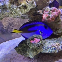 ドリー　ナンヨウハギ　飼育個体　海水魚