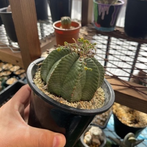 ユーフォルビアバリダ君 多肉植物 サボテン 観葉植物