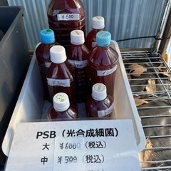 ★　めだか屋チャティー　PSB　（メダカに）　販売します！　★　