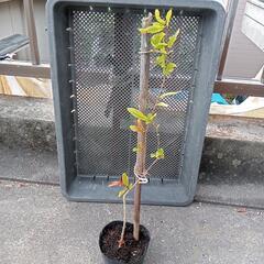 ザクロの鉢植え　 50cm ほど