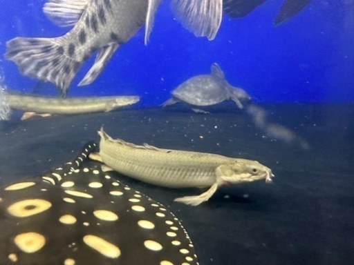 熱帯魚