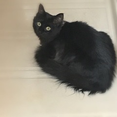 黒猫　長毛？
