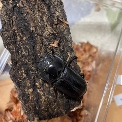 能勢YG血統オオクワガタ未使用‼️