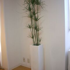 フェイクグリーン　人工観葉植物　陶器鉢　高さ約180cm