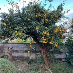 無農薬柚子（9.5kg以上〜10kg以下）