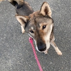 四国犬風のあかりちゃん - 犬