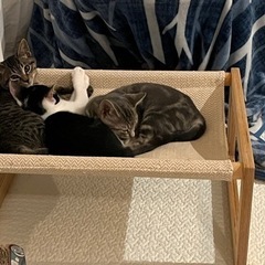 【決定しました】きょうだい子猫　2匹　3、4ヶ月程度 − 東京都