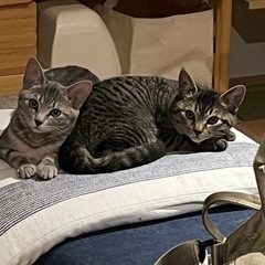 【決定しました】きょうだい子猫　2匹　3、4ヶ月程度の画像