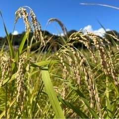 令和5年産　コシヒカリ 