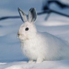 【新規】White Rabbit（スノーボード）