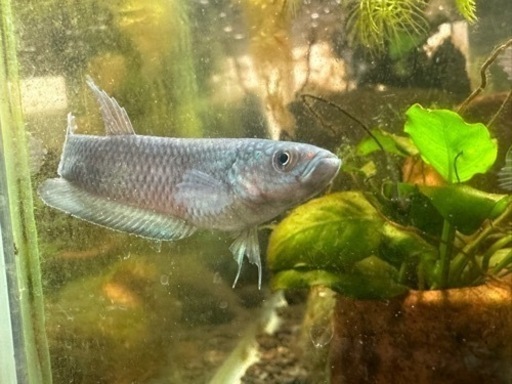 諸事情により一旦停止させて頂きます。ワイルドベタ ターコイズドラゴン F2 若魚  1匹～