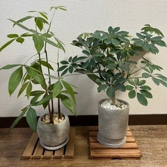 観葉植物(パキラ、カポック)